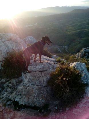 Otto recortando a contraluz en Paseo a los pinares de San Anton Málaga