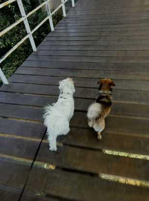 Dingo y Lisa de camino al río